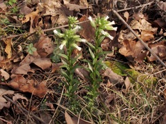 Borodinia missouriensis