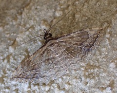 Alucitidae