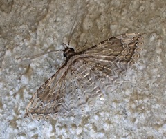 Alucitidae