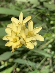 Ixia odorata