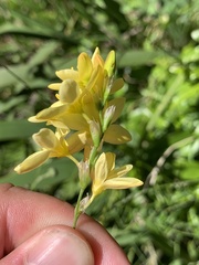 Ixia odorata
