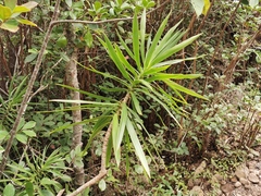 Dracaena reflexa image