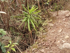 Dracaena reflexa image