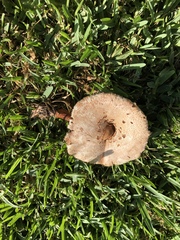 Chlorophyllum molybdites