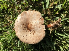 Chlorophyllum molybdites