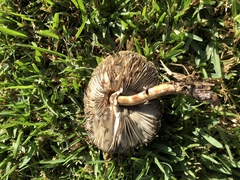 Chlorophyllum molybdites