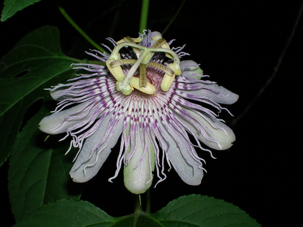 Typical Passionflowers