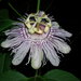 Typical Passionflowers - Photo (c) David, some rights reserved (CC BY-NC-SA), uploaded by David