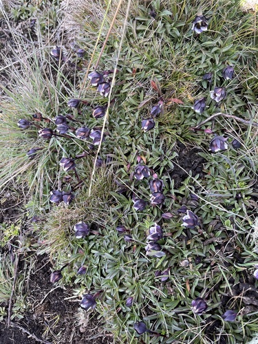 Swertia uniflora