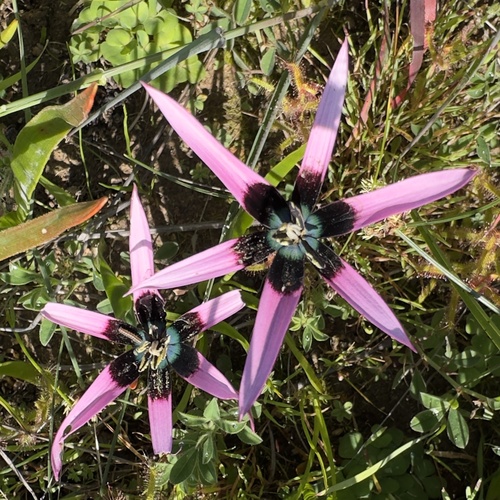 Peacock flower (Pauridia capensis)