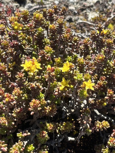 Sedum ruwenzoriense