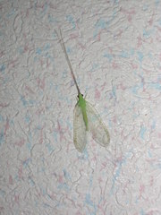 Ceraeochrysa lineaticornis