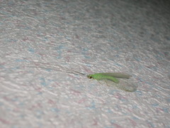 Ceraeochrysa lineaticornis