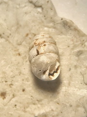 Gastrocopta armifera