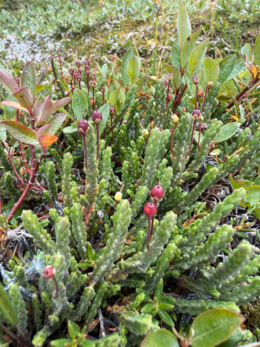 Arctic bell-heather