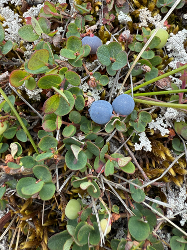 bog bilberry