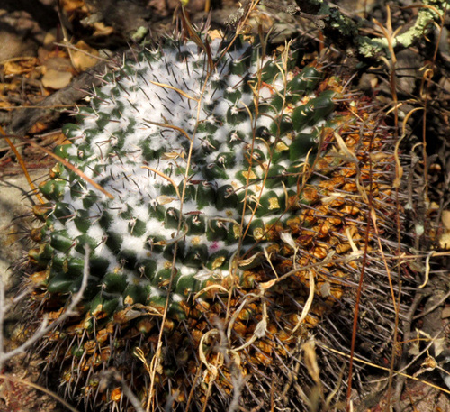 Mammillaria gigantea