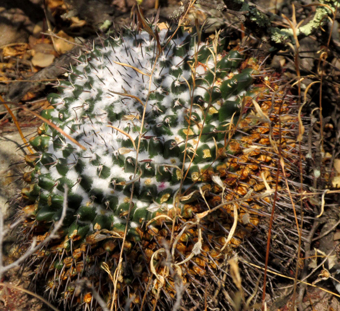 Mammillaria gigantea