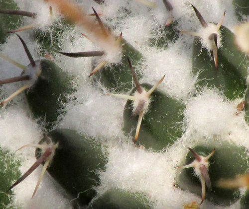 Mammillaria gigantea