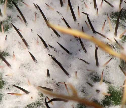 Mammillaria gigantea