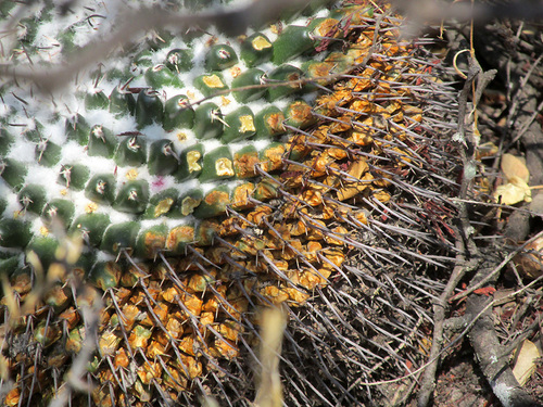 Mammillaria gigantea