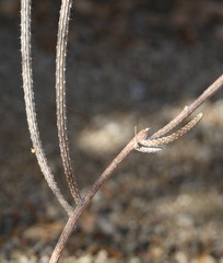 Peniocereus striatus