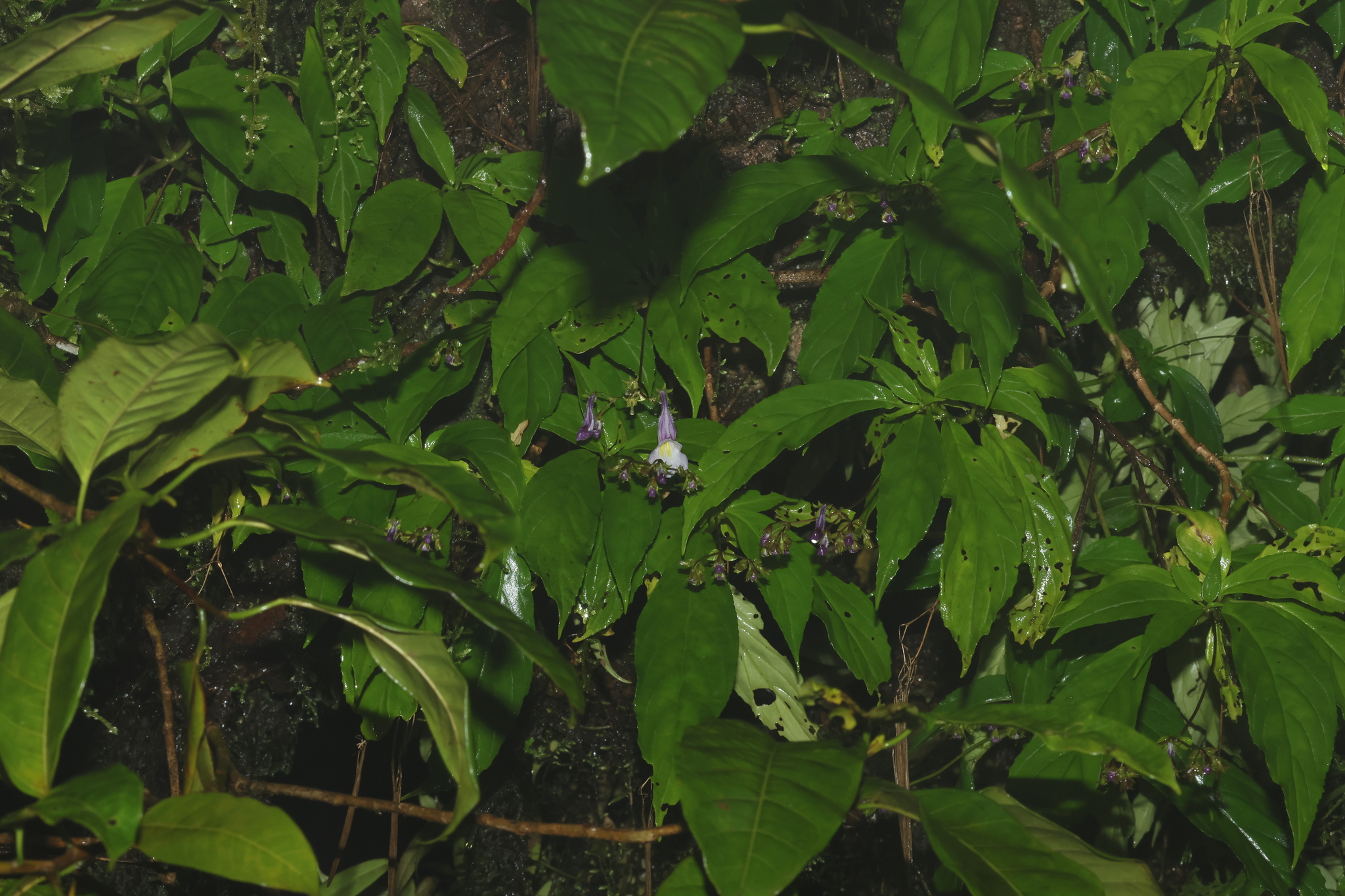 Lysionotus serratus