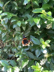 Vanessa atalanta