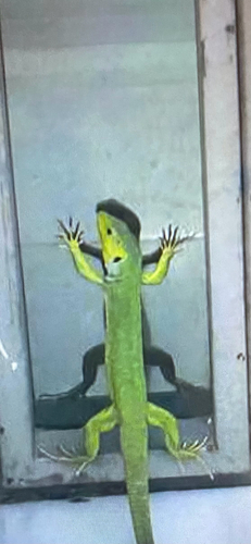 East Aegean Green Lizard