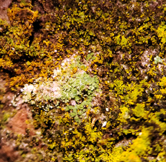 Candelariella xanthostigmoides