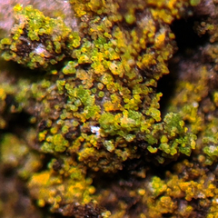 Candelariella xanthostigmoides