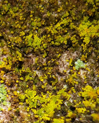 Candelariella xanthostigmoides