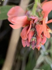 Indigofera complanata