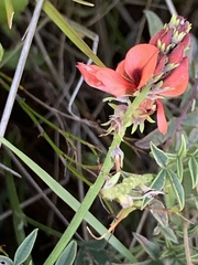 Indigofera complanata