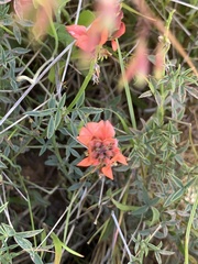 Indigofera complanata