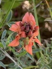 Indigofera complanata