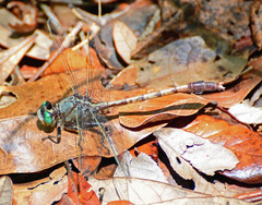 Arigomphus pallidus