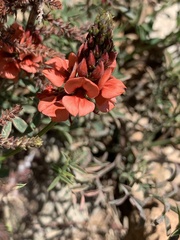 Indigofera complanata