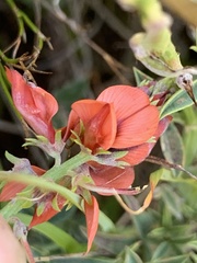 Indigofera complanata