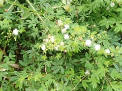 Mimosa albida