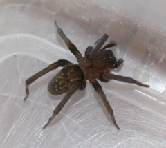 Phyxelididae
