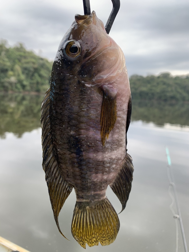 Aequidens plagiozonatus