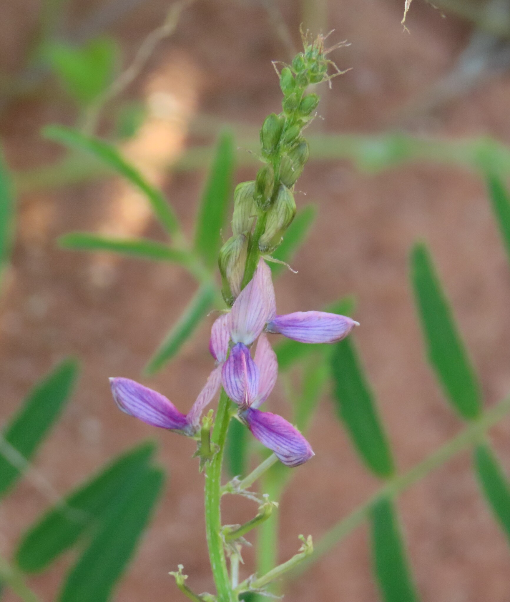 Cyamopsis senegalensis