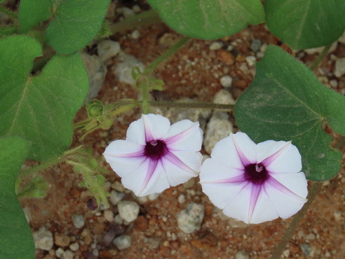Purple-throat Morning Glory (Ipomoea sinensis)