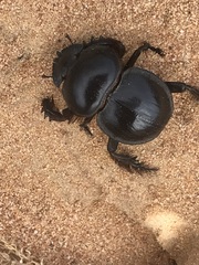 Pachysoma hippocrates