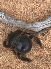 Pachysoma hippocrates