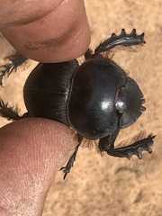 Pachysoma hippocrates