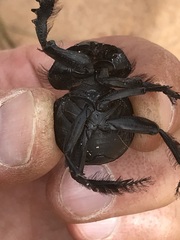 Pachysoma hippocrates