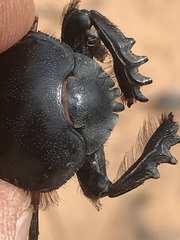 Pachysoma hippocrates