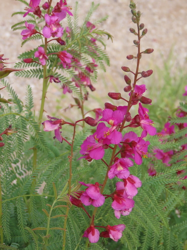 Purple Caesalpinia (Gelrebia rubra)